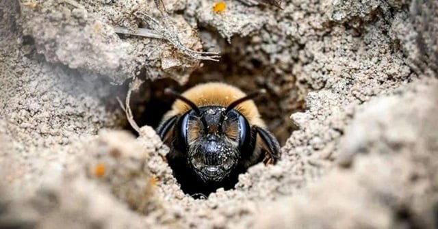 Descubren una colonia subterránea de abejas con 5,5 millones de individuos bajo un cementerio de Nueva York