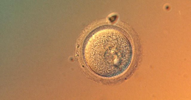 Científicos editan genes de embriones humanos con una precisión sorprendente