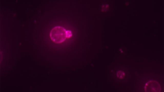 Científicos crean la primera célula sintética capaz de alimentarse, crecer y replicarse de forma natural